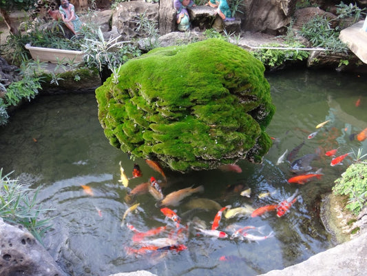 Part 10: A Fish and a Tree