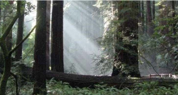 Sunlight filtering through trees in a forest